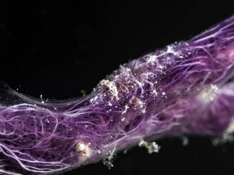 Gelastocaris paronae